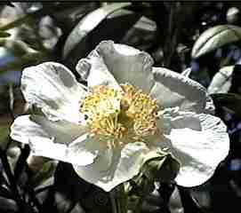 The Bush Anemone can be worth the sniff.