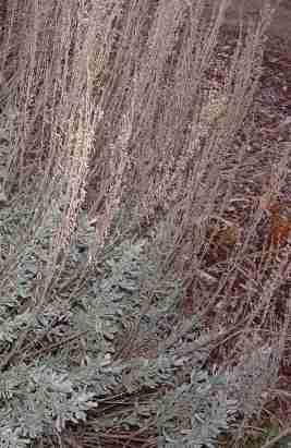 Many of the California sagebrushes have a sage fragrance.
