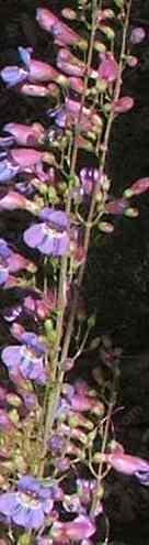 Penstemons are wonderful in a California garden