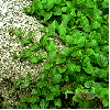 Yerba Buena means good herb