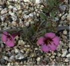 drought tolerant plants for California