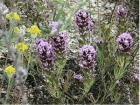 drought tolerant plants for California