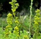 Solidago spathulata Coast Golden Rod