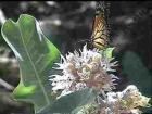 drought tolerant plants for California