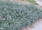 drought tolerant plants for California