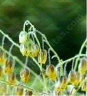 drought tolerant plants for California