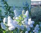 drought tolerant plants for California