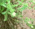 drought tolerant plants for California