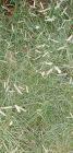 drought tolerant plants for California
