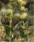 drought tolerant plants for California
