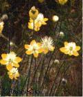 drought tolerant plants for California