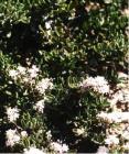 drought tolerant plants for California