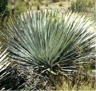 drought tolerant plants for California