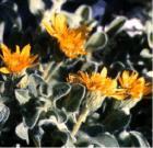 drought tolerant plants for California