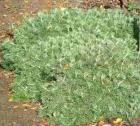 The grey folks love this plant.