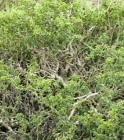 drought tolerant plants for California