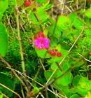 drought tolerant plants for California