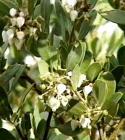drought tolerant plants for California