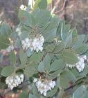 drought tolerant plants for California