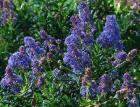 drought tolerant plants for California