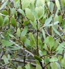 drought tolerant plants for California