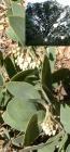 drought tolerant plants for California