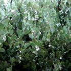 drought tolerant plants for California