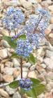 drought tolerant plants for California