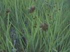 This rush looks like an iris ground cover.