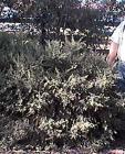 drought tolerant plants for California