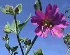 drought tolerant plants for California
