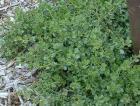 drought tolerant plants for California
