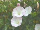 drought tolerant plants for California