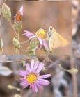 drought tolerant plants for California