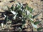drought tolerant plants for California