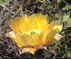 drought tolerant plants for California