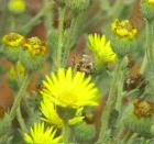 drought tolerant plants for California