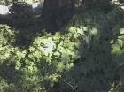 drought tolerant plants for California