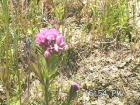 drought tolerant plants for California