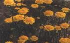 drought tolerant plants for California