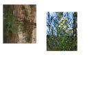 drought tolerant plants for California
