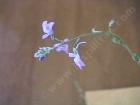 drought tolerant plants for California
