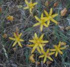 drought tolerant plants for California