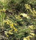 drought tolerant plants for California