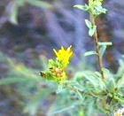 drought tolerant plants for California