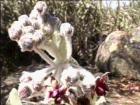 drought tolerant plants for California