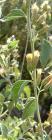 drought tolerant plants for California