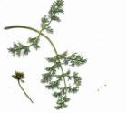 drought tolerant plants for California