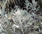 drought tolerant plants for California