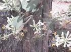 drought tolerant plants for California